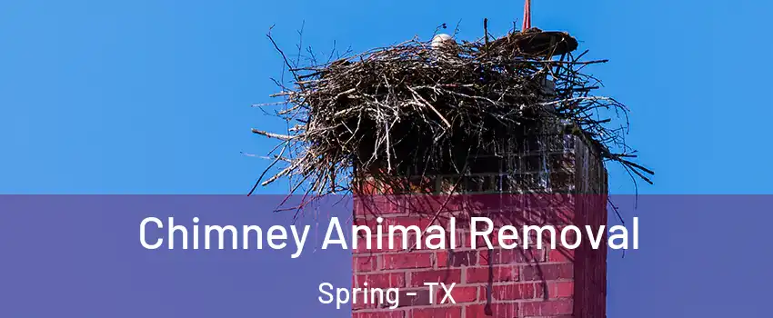 Chimney Animal Removal Spring - TX