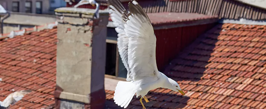 Residential Chimney Animal Removal Solution in Spring, TX
