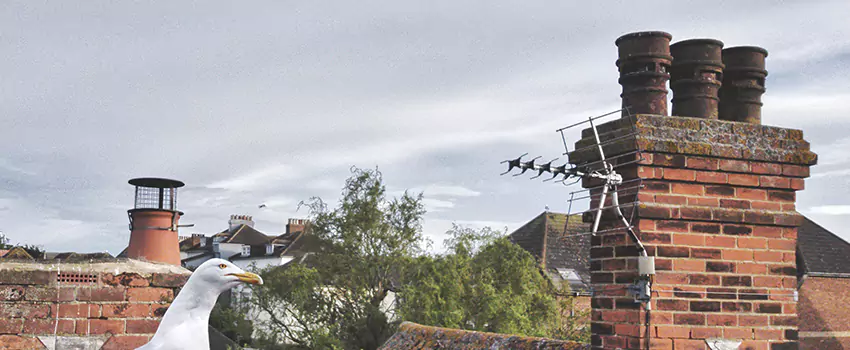 Chimney Cleaning And Restoration in Spring, Texas